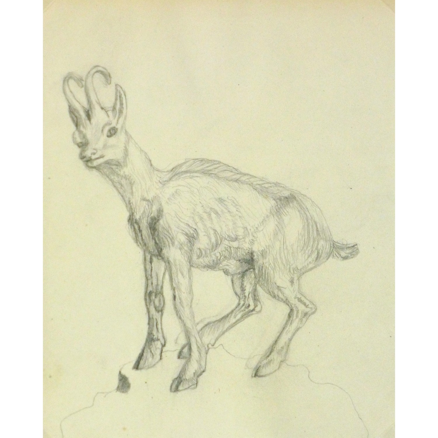 Boar Goat Portrait Head Colored Pencil Drawing