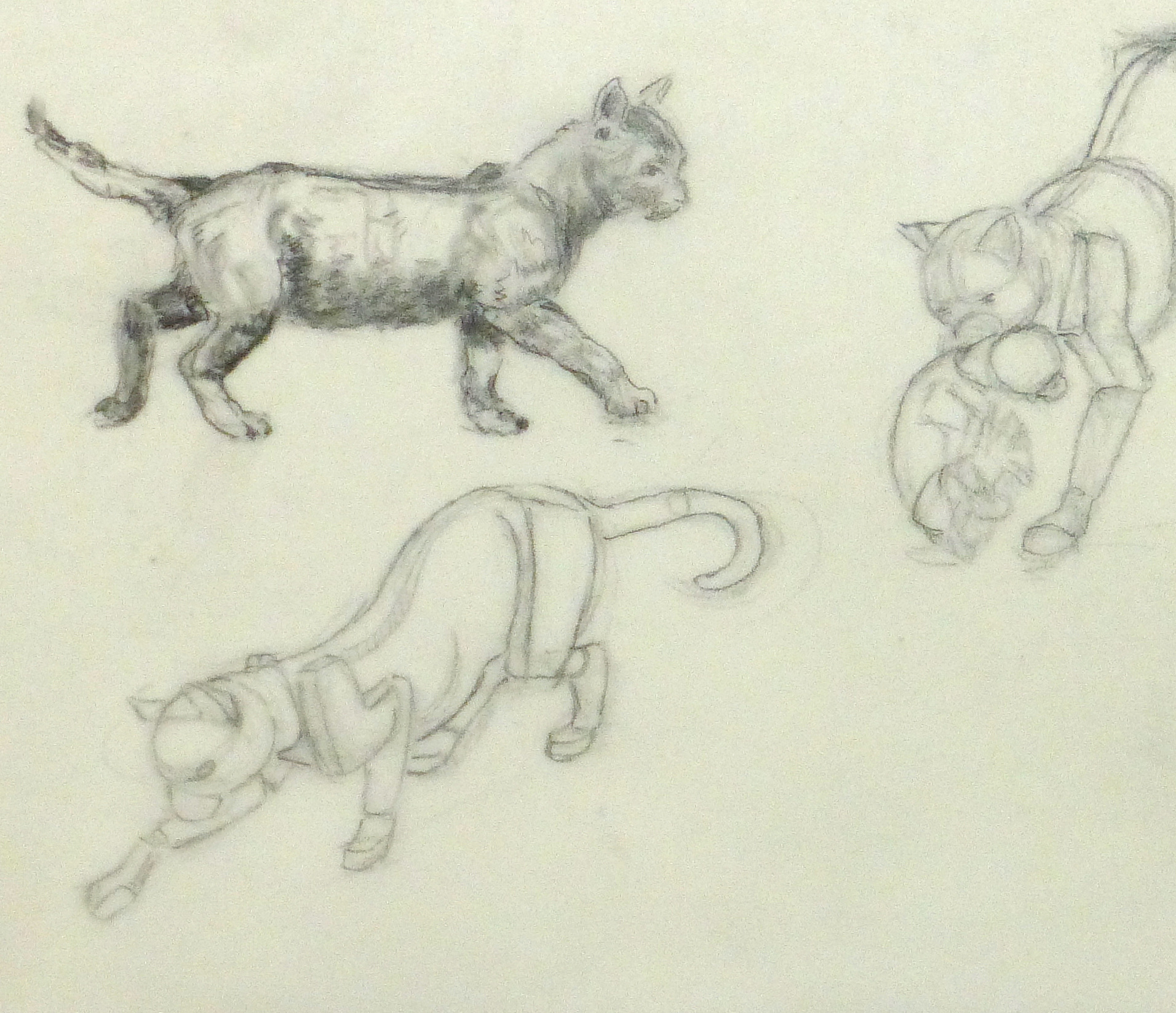 The Weatherly Guide To Drawing Cats Amazoncouk Joe Weatherly  9780971031463 Books