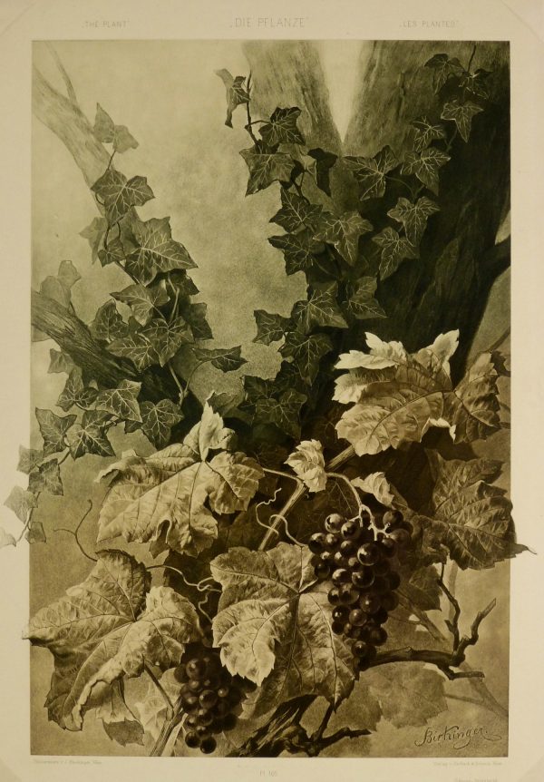 Grape Vines Lithograph-main-KB1646