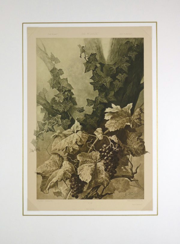 Grape Vines Lithograph-matted-KB1646