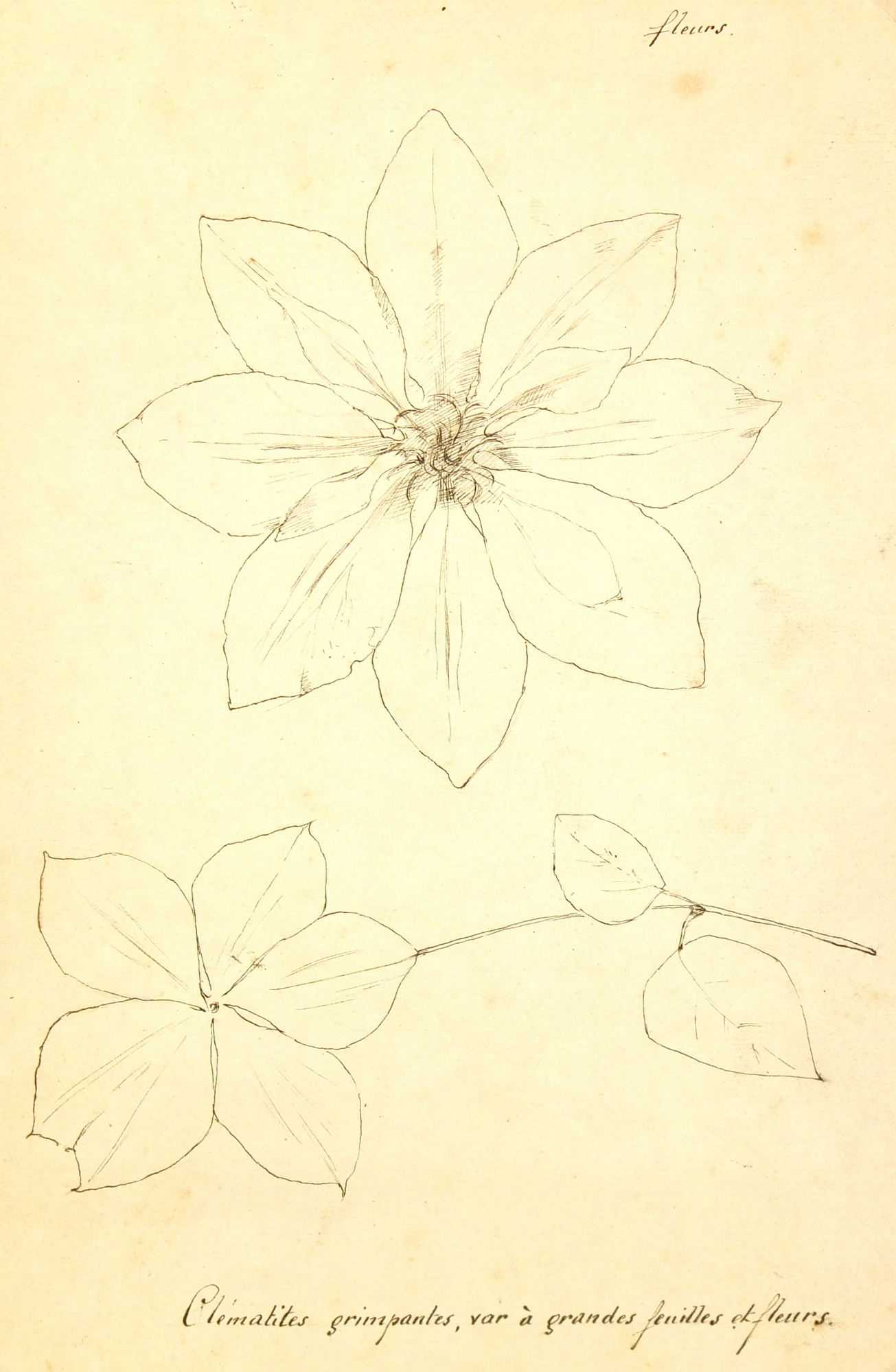clematis flower drawing
