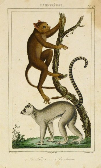 Tarsier & Lemur Print, Circa 1850-main-8467K