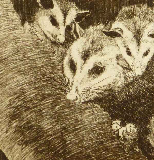 Possums, Circa 1960-detail 2-9564K