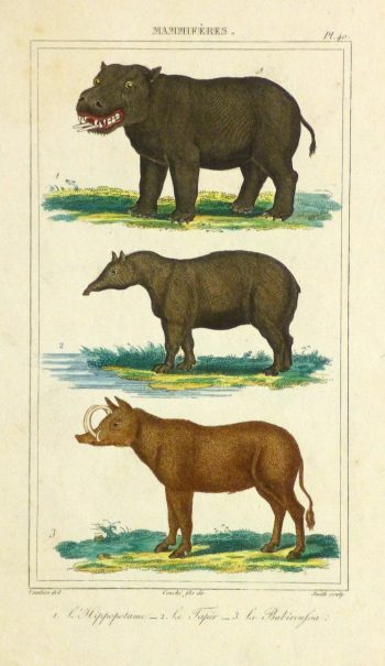 Hippopotamus Print, Circa 1840-main-9603K