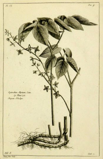 Epimedium Alpinum, 1773-main-KB1144