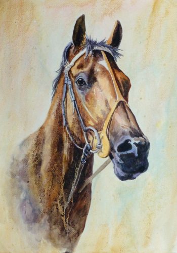 Equine Portrait Watercolor, 2011-main-10536M