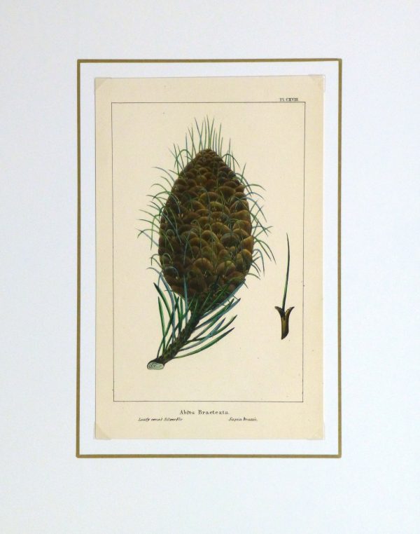 Silver Fir Pine Cone Engraving, Circa 1850-matted-10639M