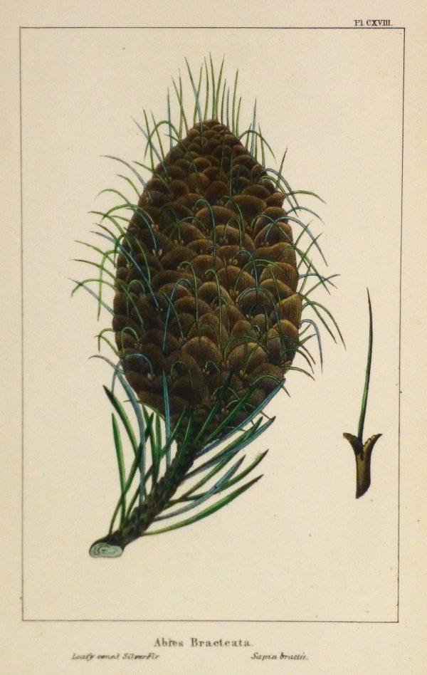 Silver Fir Pine Cone Engraving, Circa 1850-main-10639M