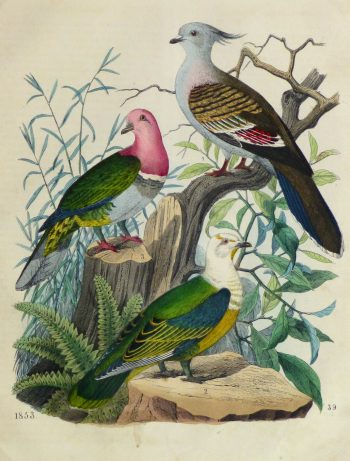 Vivid Pigeons Engraving,1853-main-10642M