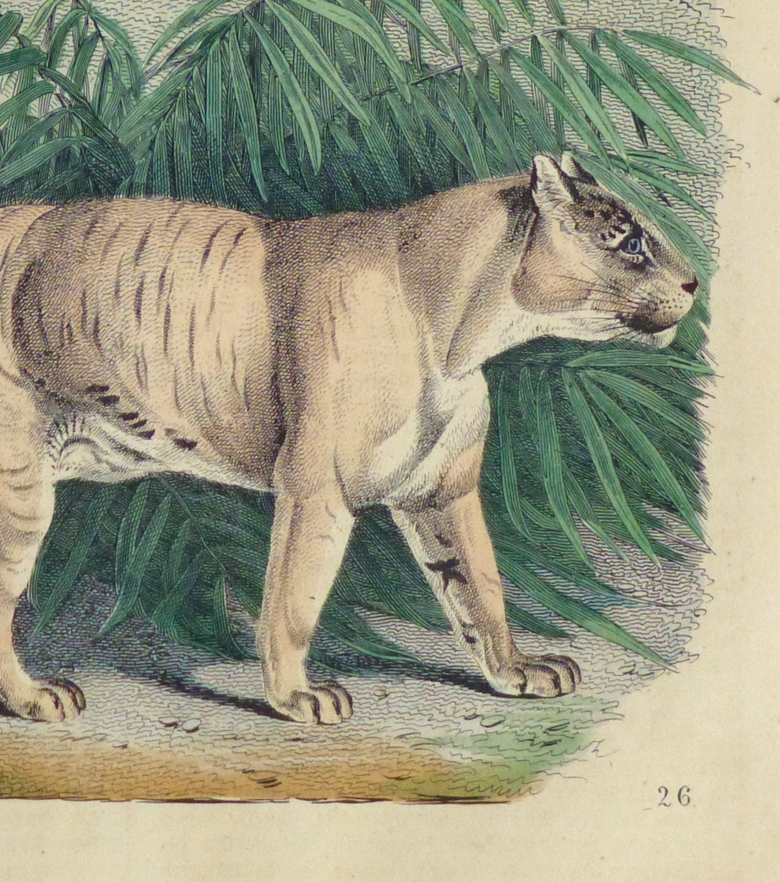 Тигр в древнем мире. Древние тигры. Тигр старинная гравюра. Тигр гравюра 19 век. Название древних тигров.