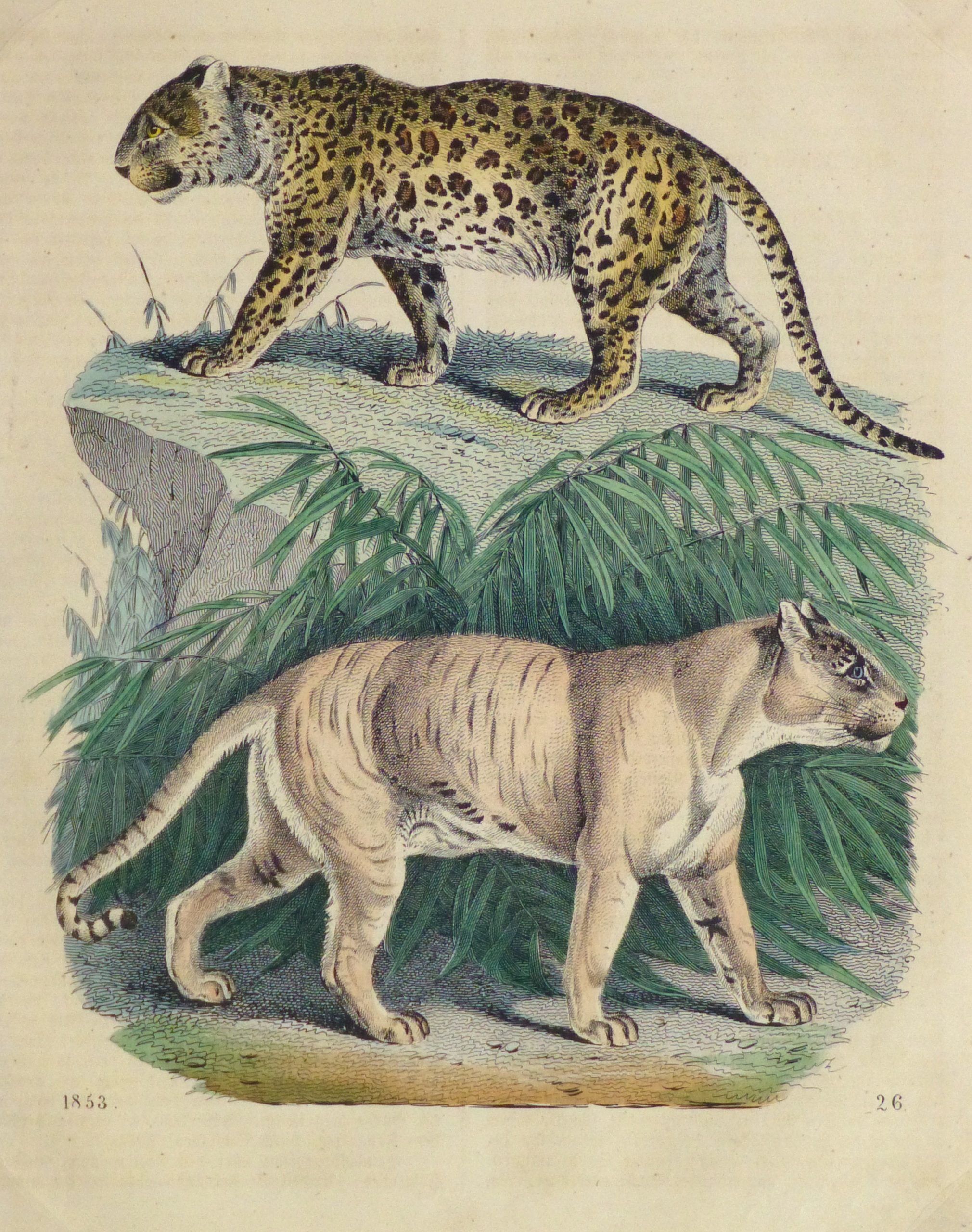 cheetah mixed with tiger