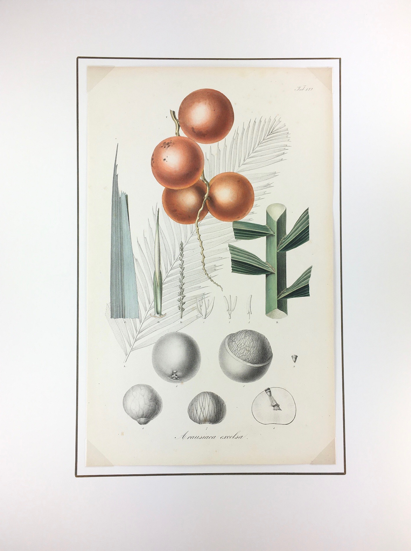 Colocasia bataviensis - G. Severeyns - Framed art Print main image 1