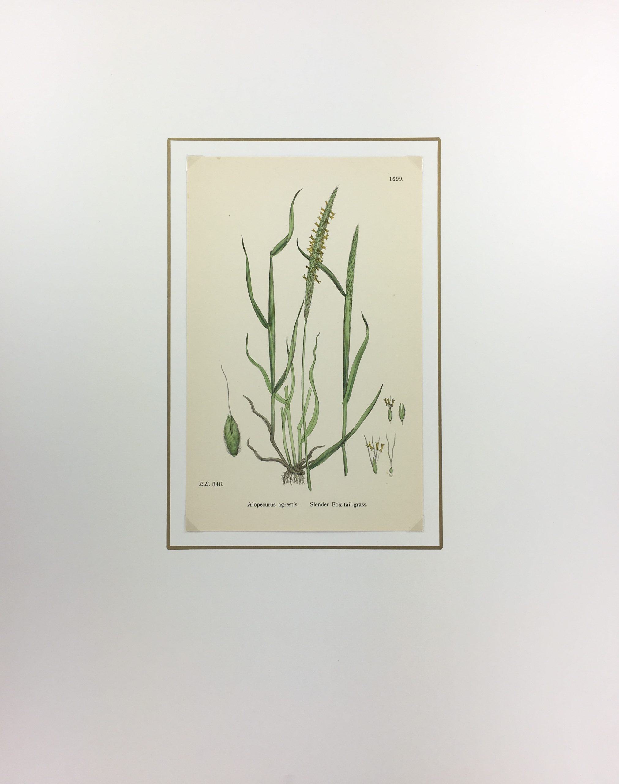 Grass Studies - Original Framed Monoprints - 30cm x 40cm